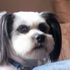 Meet your Posher, Ross